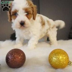 Elf/Cavapoo									Puppy/Male																/8 Weeks,hi i am Elf (F1 cavapoo) i am the sweetest little pup, im here for all the belly rubs, but you can usually find me running and playing with the kids 