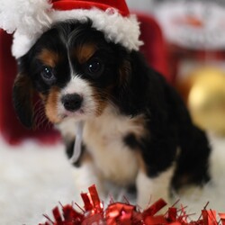 Adopt a dog:Jolly/Cavalier King Charles Spaniel/Female/6 weeks,Well, hello there! My name is Jolly, and it is a pleasure to meet you. I am looking for the perfect family for me. I love being the center of attention and making my friends and family laugh. I am the all-around perfect pup! I look forward to my walks and nap times. Just put on a good movie and I will be there curled up right next to you before you know it. I promise to come home up to date on my puppy vaccinations and pre-spoiled. I am a very happy, healthy puppy and I am sure I will make that perfect addition to your loving family. Make me the newest member and I will be sure to have puppy kisses waiting just for you.