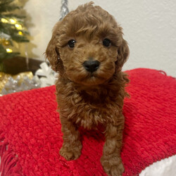 Adopt a dog:Jenny/Poodle/Female/7 weeks,Why roll the dice to see what you get when I'm the cutest puppy for your family to get? Throw me a ball or show me your lap, it won't take you long to figure out where I'm at! I may be young now, cute and cuddly at best, but wait until I get bigger and its lots of adventures with no rest! Take me home now and you will not regret it. The bond that we'll build, of love and affection, will make a lifelong partnership and an unforgettable connection!