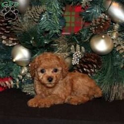 Quahara/Miniature Poodle									Puppy/Male																/7 Weeks,This baby girl is ready to find his forever home! He is expected to be around 10-15 lb full grown. He is being family raised with children and is very well socialized. He is up to date on all vaccines and preventive deworming. We encourage you to come meet him in person, however if you are out of the area, we offer facetime calls! If you have any questions or would like to make a deposit to place him on hold, give us a call/text or send us a message. All of our puppies go home with their proper paperwork, a 2 year genetic health guarantee, 30 free trail of Trupanion Pet Insurance, pre-paid registration that is emailed to you once you bring your puppy home, a pre-paid online K9 Master Class and microchipped. Each of our puppies also go home with some food to transition on, NuVet & treats. We do accept Venmo & PayPal. license#4240