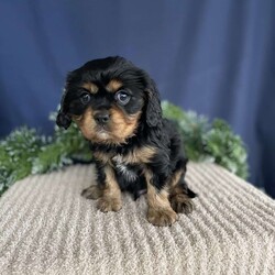 Samson/Cavalier King Charles Spaniel									Puppy/Male																/6 Weeks,Meet Samson. He is an adorable and sweet cavalier looking for his forever home. He is such a cuddly and laid back puppy. Mom Lily is around 13 lbs and is a very sweet and friendly dog. Dad Flash is around 10 lbs and is a beautiful dog. Samson is up to date on shots, deworming and vet checked from at head to tail at 8 weeks old. Our puppies are raised inside our house and are well socialized and played with by small children. 