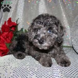 Blossom/Miniature Poodle									Puppy/Female														/8 Weeks,Are you a Poodle enthusiest who is seeking a well bred Miniature Poodle puppy from parents with excellent health? We have been specializing in Miniature Poodles for years and focus on bettering the breed through genetic testing! Our entire family helps to socialize each puppy so that the pups will have a smoother transition from our family to yours! Each puppy is vet checked and comes up to date on shots and dewormer. If you are interested in learning more about our puppies contact us today! 