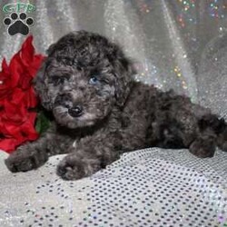 Blossom/Miniature Poodle									Puppy/Female														/8 Weeks,Are you a Poodle enthusiest who is seeking a well bred Miniature Poodle puppy from parents with excellent health? We have been specializing in Miniature Poodles for years and focus on bettering the breed through genetic testing! Our entire family helps to socialize each puppy so that the pups will have a smoother transition from our family to yours! Each puppy is vet checked and comes up to date on shots and dewormer. If you are interested in learning more about our puppies contact us today! 