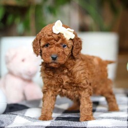 Heather/Miniature Poodle									Puppy/Female														/7 Weeks,Meet Heather, the beautiful Standard Poodle with a personality as bright as her curly coat! Heather’s soft, luxurious curls bounce with every joyful step, and her expressive eyes sparkle with curiosity and affection. This stunning girl is as playful as she is charming, always ready for fun-filled adventures or quiet cuddles by your side. Her love for learning and eagerness to please make her the perfect partner for training sessions and new tricks—she’s sure to impress her favorite humans!