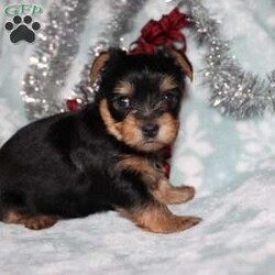 David/Yorkie									Puppy/Male																/7 Weeks,Meet David the tiny Yorkie puppy with a sweet and frisky disposition! This little cutie would love to be your new pocketbook puppy and go everywhere with you. He loves attention and is already very well socialized and spoiled! David is up to date on shots and dewormer and vet checked! If you are interested in learning more about our little Yorkie puppy contact us today!