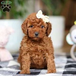 Heather/Miniature Poodle									Puppy/Female														/7 Weeks,Meet Heather, the beautiful Standard Poodle with a personality as bright as her curly coat! Heather’s soft, luxurious curls bounce with every joyful step, and her expressive eyes sparkle with curiosity and affection. This stunning girl is as playful as she is charming, always ready for fun-filled adventures or quiet cuddles by your side. Her love for learning and eagerness to please make her the perfect partner for training sessions and new tricks—she’s sure to impress her favorite humans!