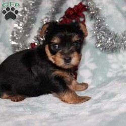 David/Yorkie									Puppy/Male																/7 Weeks,Meet David the tiny Yorkie puppy with a sweet and frisky disposition! This little cutie would love to be your new pocketbook puppy and go everywhere with you. He loves attention and is already very well socialized and spoiled! David is up to date on shots and dewormer and vet checked! If you are interested in learning more about our little Yorkie puppy contact us today!