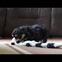 Snickers/Shih-Poo									Puppy/Male																/8 Weeks, With a luxuriously soft coat and sparkling, curious eyes, Snickers is ready to capture your heart and fill your home with joy. This delightful mix of Shih Tzu and Poodle combines the best traits of both breeds—affectionate, playful, and oh-so-sweet.