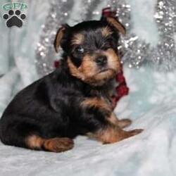 David/Yorkie									Puppy/Male																/7 Weeks,Meet David the tiny Yorkie puppy with a sweet and frisky disposition! This little cutie would love to be your new pocketbook puppy and go everywhere with you. He loves attention and is already very well socialized and spoiled! David is up to date on shots and dewormer and vet checked! If you are interested in learning more about our little Yorkie puppy contact us today!