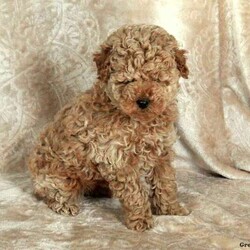 Pearl/Miniature Poodle									Puppy/Female														/October 12th, 2024,Say hello to Pearl, a sweet and cuddly Miniature Poodle puppy! This cute pup is vet checked and up to date on shots and wormer. Pearl can be registered with the ICA and comes with a health guarantee provided by the breeder. This precious pup is well socialized with children! To find out more about Pearl, please contact Mark & Mary today!