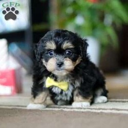 Snickers/Shih-Poo									Puppy/Male																/8 Weeks, With a luxuriously soft coat and sparkling, curious eyes, Snickers is ready to capture your heart and fill your home with joy. This delightful mix of Shih Tzu and Poodle combines the best traits of both breeds—affectionate, playful, and oh-so-sweet.
