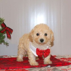 Snickerdoodle/Bich-Poo									Puppy/Female														/7 Weeks,Meet Snickerdoodle, a darling Bich-Poo puppy with a curly coat of fur! This sweet gal is vet checked, up to date on shots and wormer, plus comes with a health guarantee provided by the breeder. Snickerdoodle is family raised and great with children. This well socialized pup is super friendly and both parents are available to meet. To find out more about Snickerdoodle, please contact Rachel today!