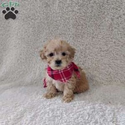 Teddy/Havapoo									Puppy/Male																/6 Weeks,Teddy is outgoing,playful and has sweet havapoo temperemnt. He;s looking for he’s forever home. 