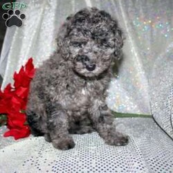 Blossom/Miniature Poodle									Puppy/Female														/8 Weeks,Are you a Poodle enthusiest who is seeking a well bred Miniature Poodle puppy from parents with excellent health? We have been specializing in Miniature Poodles for years and focus on bettering the breed through genetic testing! Our entire family helps to socialize each puppy so that the pups will have a smoother transition from our family to yours! Each puppy is vet checked and comes up to date on shots and dewormer. If you are interested in learning more about our puppies contact us today! 