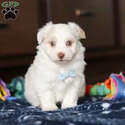 Joey/Havanese									Puppy/Male																/6 Weeks,Meet Joey, the energetic little AKC Havanese who’s full of life and brimming with the sweetest personality! Full of courage and curiosity, he’s always ready for an adventur whether it’s exploring his surroundings, playing fetch, or chasing after his favorite toys. Joey’s playful and lively nature is perfectly balanced by his loyal streak, making him as spunky as he is affectionate. He’s sure to bond deeply with his new family, showering them with love and cuddles, and he’ll be happiest when he’s by their side.