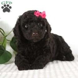 Cocoa/Miniature Poodle									Puppy/Female														/6 Weeks,Looking for your new furry best friend? Little Miss Cocoa would love to be that special puppy in your life. She’s full of life and loves to be snuggled and spoiled. Cocoa has a dark chocolate coat almost making it look black in some pictures. Her coat is so soft and fluffy. She’s ready to spend the rest of her life exploring the world with her human friend. She has been raised in a good loving home and will join your family microchipped, up to date on all vaccines and dewormer, vet checked and a one year genetic health guarantee. She is also AKC Registered and those papers will be included as well. Patsy her momma is the most calm well mannered dog. She has done such a wonderful job raising her babies. She weighs a cute 10 lbs. The dad is also a small lovable dog who weighs 7 lbs. So Cocoa will weigh around 9-10 lbs as an adult and thats the perfect size for you to take anywhere with you. If you have any questions call or text me today and I would be happy to help. We do offer ground transportation with a local trusted company who can deliver your puppy the week of Christmas. Thanks -Gertie