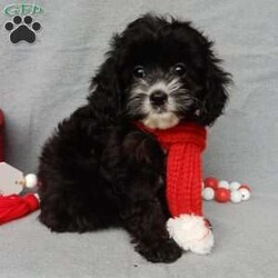 Holly/Cockapoo									Puppy/Female														/10 Weeks,Prepare to fall in love!!! My name is Holly and I’m the sweetest little F1 cockapoo looking for my furever home! One look into my warm, loving eyes and at my silky soft coat and I’ll be sure to have captured your heart already! I’m very happy, playful and very kid friendly and I would love to fill your home with all my puppy love!! I am full of personality, and ready for adventures! I stand out above the rest with my beautiful shiny black coat!!… I will come to you vet checked, microchipped and up to date on all vaccinations and dewormings . I come with a 1-year guarantee with the option of extending it to a 3-year guarantee and shipping is available! My mother is Jackie, our sweet 22# AKC chocolate merle cocker spaniel with a heart of gold and my father is Zeke, a 13# our 10# happy and playful mini poodle and he has been genetically tested! Both of the parents are on the premises and available to meet! Why wait when you know I’m the one for you? Call or text Martha to make me the newest addition to your family and get ready to spend a lifetime of tail wagging fun with me! (7% sales tax on in home pickups)