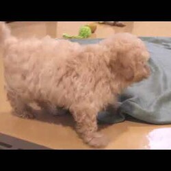 Snickerdoodle/Bich-Poo									Puppy/Female														/7 Weeks,Meet Snickerdoodle, a darling Bich-Poo puppy with a curly coat of fur! This sweet gal is vet checked, up to date on shots and wormer, plus comes with a health guarantee provided by the breeder. Snickerdoodle is family raised and great with children. This well socialized pup is super friendly and both parents are available to meet. To find out more about Snickerdoodle, please contact Rachel today!