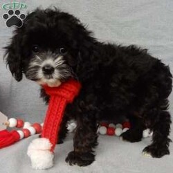 Holly/Cockapoo									Puppy/Female														/10 Weeks,Prepare to fall in love!!! My name is Holly and I’m the sweetest little F1 cockapoo looking for my furever home! One look into my warm, loving eyes and at my silky soft coat and I’ll be sure to have captured your heart already! I’m very happy, playful and very kid friendly and I would love to fill your home with all my puppy love!! I am full of personality, and ready for adventures! I stand out above the rest with my beautiful shiny black coat!!… I will come to you vet checked, microchipped and up to date on all vaccinations and dewormings . I come with a 1-year guarantee with the option of extending it to a 3-year guarantee and shipping is available! My mother is Jackie, our sweet 22# AKC chocolate merle cocker spaniel with a heart of gold and my father is Zeke, a 13# our 10# happy and playful mini poodle and he has been genetically tested! Both of the parents are on the premises and available to meet! Why wait when you know I’m the one for you? Call or text Martha to make me the newest addition to your family and get ready to spend a lifetime of tail wagging fun with me! (7% sales tax on in home pickups)