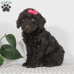 Cocoa/Miniature Poodle									Puppy/Female														/6 Weeks,Looking for your new furry best friend? Little Miss Cocoa would love to be that special puppy in your life. She’s full of life and loves to be snuggled and spoiled. Cocoa has a dark chocolate coat almost making it look black in some pictures. Her coat is so soft and fluffy. She’s ready to spend the rest of her life exploring the world with her human friend. She has been raised in a good loving home and will join your family microchipped, up to date on all vaccines and dewormer, vet checked and a one year genetic health guarantee. She is also AKC Registered and those papers will be included as well. Patsy her momma is the most calm well mannered dog. She has done such a wonderful job raising her babies. She weighs a cute 10 lbs. The dad is also a small lovable dog who weighs 7 lbs. So Cocoa will weigh around 9-10 lbs as an adult and thats the perfect size for you to take anywhere with you. If you have any questions call or text me today and I would be happy to help. We do offer ground transportation with a local trusted company who can deliver your puppy the week of Christmas. Thanks -Gertie