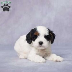 Toby/Cavapoo									Puppy/Male																/8 Weeks,Meet Toby, a lovable F1 Cavapoo puppy ready to fill your home with joy! Toby is as sweet as they come, with a gentle personality and a knack for snuggling. Raised in a warm, loving environment, he’s well-socialized and ready to become your loyal companion. Toby is vet-checked, up-to-date on vaccines and dewormer, and microchipped for extra peace of mind. He also comes with a health guarantee, so you know you’re bringing home a happy, healthy pup.  