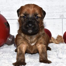 Adopt a dog:Everett/Soft Coated Wheaten Terrier/Male/5 weeks,Hello! My name is Everett! Am I not the cutest puppy you have ever seen? That is what everyone keeps telling me. Not only am I cute, but I also have a great personality too. Before arriving home, I will be up to date on my vaccinations and be pre-spoiled. I will make the perfect best friend and companion! So, what are you waiting for? Choose me today!