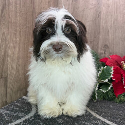 Adopt a dog:Igor/Havanese/Male/25 weeks,Hi! I am super sweet! I'm also super cuddly and my personality is somewhat bubbly. I'm anxiously waiting for my forever family. Could that be you? I love to play but I can also take a nap with you whenever you want me to. I will come up to date on my vaccinations and vet checked from head to tail. You will just want to have me in your arms all day. Oh! I just can't wait. Make me yours today! My bags are packed and ready to go!