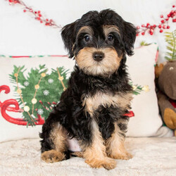 Adopt a dog:Conner/Schnoodle/Male/11 weeks,Hi! My name is Conner and there is no need to look any further because I am the one for you! I promise to brighten your every morning with puppy kisses and snuggle with you every night. I have the nicest coat that just begs to be petted. I have a secret to share with you, too. I absolutely love to have my tummy rubbed! I love it so much that I will melt in your arms while you do it. Don't you want me to be the newest addition to your family? I will have a complete nose to tail vet check, and my vaccinations will also be up to date. Choose me and I promise to make a lifetime of memories with you. I can't wait to leap in your arms and be yours forever!