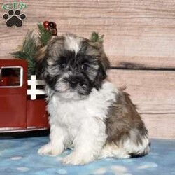 Holden/Havanese									Puppy/Male																/9 Weeks,Get ready to fall in love with this adorable Havanese puppy, Holden! With his friendly, spunky, and sweet personality, he’s sure to steal your heart in no time! Holden is up to date on all vaccinations and dewormer, making him perfectly healthy and ready for his forever home. Raised in a loving family environment, he’s incredibly well socialized and showered with affection. This little bundle of joy is AKC registered, microchipped, and comes with an amazing 1-year genetic health guarantee for your peace of mind. Both Mom and Dad are stunning and have the sweetest temperaments! Don’t miss your chance to meet your new fluffy best friend—call today! With Holden in your life, your days are about to get a whole lot brighter!