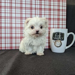 Tiny Snowball/Maltese									Puppy/Male																/7 Weeks,Meet Snowball a tiny  fluffy Maltese! Just in time for Christmas Snowball is a  playful little pup and well socialized! He is micro chipped up to date on he’s shots and dewormer and will be vet checked before going to he’s new home! Call Katie today to find out more about this sweetheart! 