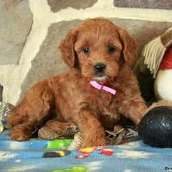 Fallon/Mini Goldendoodle									Puppy/Female														/October 29th, 2024