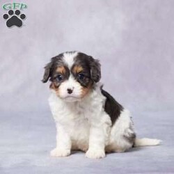 Bart/Cavapoo									Puppy/Male																/6 Weeks,Meet Bart, a lovable F1 Cavapoo with a heart as big as his floppy ears! This little guy is sweet, playful, and ready to fill your home with joy and laughter. Raised with care and lots of love, Bart is well-socialized and gets along wonderfully with people and pets alike. He’s been vet-checked, is up to date on vaccines and dewormer, and even comes microchipped for added peace of mind. 