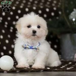 Carson/Lhasa Apso									Puppy/Male																/9 Weeks,Say hello to Carson! He is the most adorable ACA Lhasa Apso pup with a heart as big as his fluffy coat! This little bundle of joy is ready to bring love, laughter, and endless cuddles to your home. With his bright, expressive eyes and charming personality, Carson is guaranteed to win your heart in no time. Lhasas are known for their loyalty and intelligence, making them the perfect companions for families or individuals alike. Carson absolutely loves being pampered and will happily follow you wherever you go, always ready for snuggles or a fun game. Spend a little time with Carson, and you’ll find a best friend for life! Carson will be joining his new family with: • His very first vet exam already completed • Microchipped for his safety • Current on all necessary vaccines and dewormer • Our one-year genetic health guarantee • ACA registration paperwork Carson’s sweet momma, Connie, is a precious 12 lb Lhasa Apso with a heart of gold and the gentlest personality. She’s been an amazing mom to her babies. Jimmy his dad, a playful and goofy 13 lb Lhasa, keeps us all entertained with his fun-loving personality. If you have any questions or would like to schedule a visit, feel free to call me anytime Monday through Saturday. I look forward to helping Carson find his forever family! -Susan 