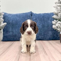 Rusty/English Springer Spaniel									Puppy/Male																/7 Weeks,This sweet and adorable English Springer Spaniel is looking for a forever family!