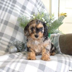 Scooter/Cavalier King Charles Mix									Puppy/Male																/October 24th, 2024,Meet Scooter, an adorable Cavalier King Charles Mix puppy who’s ready to steal your heart! This sweet little guy is family-raised with children, well-socialized, and loves to be around people. Scooter is vet-checked, up to date on shots and wormer, and comes with a 30-day health guarantee provided by the breeder. With his cute, pretty coat and striking color, plus his friendly and playful personality, Scooter is sure to be the perfect addition to any home. If you’re interested in bringing this lovable pup into your family, call the breeder today!