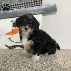 Sara/Mini Aussiedoodle									Puppy/Female														/9 Weeks,Meet Sara! I am a sweet Black (Tri) Aussiedoodle puppy that loves to be snuggled, I am up to date on all shots and wormers, plus come with a 1 year genetic health guarantee, if interested in adopting me to your home, call or text the breeder.