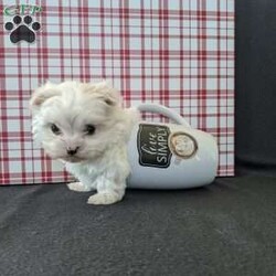 Tiny Snowball/Maltese									Puppy/Male																/7 Weeks,Meet Snowball a tiny  fluffy Maltese! Just in time for Christmas Snowball is a  playful little pup and well socialized! He is micro chipped up to date on he’s shots and dewormer and will be vet checked before going to he’s new home! Call Katie today to find out more about this sweetheart! 