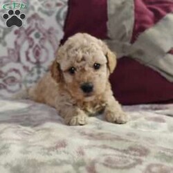 Nicholas/Miniature Poodle Mix									Puppy/Male																/6 Weeks,Very cute and super friendly! They were born and are raised in our house! He is super with our 2 year old! Very nice light color!