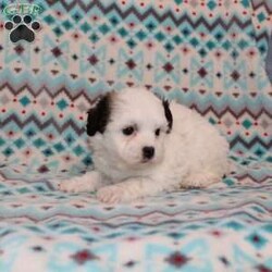 Quack/Teddy Bear									Puppy/Male																/7 Weeks,Here comes a playful F1 Shichon/Teddy Bear puppy who is already started on potty training and crate training!  This pup will be small as an adult since the parents were only 9lbs and 10lbs. This cutie is born to parents who are Genetically Tested for over 215 hereditary issues and their results show that this litter of puppies will not have any issues that will adversely affect their health. While other Shichons may suffer from health issues as they age, this pup has no predispositions to Bichon or Shih Tzu health concerns!  Each pup in this litter is up to date on shots and dewormer and vet checked! We offer the option for  a 1 Year Genetic Health Guarantee! This puppy can have ICA papers and be microchipped for an extra fee! 