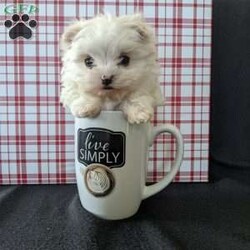 Tiny Snowball/Maltese									Puppy/Male																/7 Weeks,Meet Snowball a tiny  fluffy Maltese! Just in time for Christmas Snowball is a  playful little pup and well socialized! He is micro chipped up to date on he’s shots and dewormer and will be vet checked before going to he’s new home! Call Katie today to find out more about this sweetheart! 