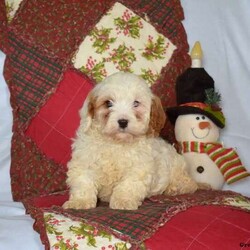 Noah/Cavapoo									Puppy/Male																/October 17th, 2024