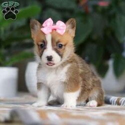 Faith/Pembroke Welsh Corgi									Puppy/Female														/7 Weeks,Meet Faith, the charming Pembroke Welsh Corgi who’s ready to bring joy, laughter, and unconditional love into your home! With her signature perky ears, fluffy coat, and those irresistibly stubby legs, she is the picture of Corgi perfection. Her playful personality is contagious—whether she’s chasing after her favorite ball, exploring the backyard, or mastering new tricks, she approaches every moment with enthusiasm. And when the fun winds down, she transforms into the ultimate cuddle companion, ready to share cozy snuggles.