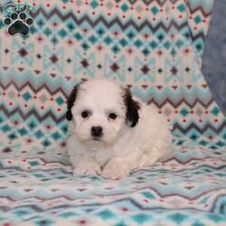 Quack/Teddy Bear									Puppy/Male																/7 Weeks,Here comes a playful F1 Shichon/Teddy Bear puppy who is already started on potty training and crate training!  This pup will be small as an adult since the parents were only 9lbs and 10lbs. This cutie is born to parents who are Genetically Tested for over 215 hereditary issues and their results show that this litter of puppies will not have any issues that will adversely affect their health. While other Shichons may suffer from health issues as they age, this pup has no predispositions to Bichon or Shih Tzu health concerns!  Each pup in this litter is up to date on shots and dewormer and vet checked! We offer the option for  a 1 Year Genetic Health Guarantee! This puppy can have ICA papers and be microchipped for an extra fee! 