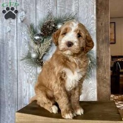 Cuddles/Mini Goldendoodle									Puppy/Male																/8 Weeks,Meet Cuddles the most loving and handsome boy ready for his new home right in time for the holidays! Mother is the family pet and here for you to meet! Call or schedule a visit today. 