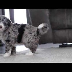 Alexis/Bernedoodle									Puppy/Female														/7 Weeks,Meet our handsome Bernedoodle named Alexis! She has a gorgeous, blue merle coat that accentuate, her intelligent eyes perfectly. Not only does her appearance make an impression, but her outgoing and playful personality seem to attract attention. This little girl has received lots of care since day one, this helps her mature into the most confident and adaptable dog. We do our best to make her transition to your family go as smooth as possible! The Poodle in this pup lends itself to being highly trainable and intelligent, while the Bernese Mountain Dog keeps him even tempered and laid-back. The Bernese Mama to this litter is a family favorite, her name is Brook. The Dad, Bingo is an outgoing Poodle, his intelligence and loyalty make him super special. He weighs 37 lbs. All the pups are microchipped, up to date on vaccines and dewormer, and will be vet checked from head to tail by our vet to assure you that you are receiving a completely healthy puppy. We also include our one year genetic health guarantee. For any more information please call or text anytime, Monday through Saturday. -Dennis & Marilyn Hershberger