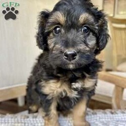 Chocolette/Mini Aussiedoodle									Puppy/Female														/8 Weeks,Merry Christmas!  Meet our sweet Mini Aussidoodle puppy, Chocolette! What a perfect gift this year to be cuddled under the Christmas tree!  Her mom is a Mini Australian Shepherd, and her dad is a Mini Poodle. She is the perfect mix of Poodle and Australian Shepherd that gives her that curly hair! This little gal is vet checked and up to date on shots and wormer, plus comes with a health guarantee provided by the breeder! Chocolette is friendly, outgoing, and well socialized and is absolutely adorable! She is currently being family raised with our five children, making her a perfect addition to your family home! We can hold her for Christmas! If you would like more information, text or call Steve Stoltzfus now!