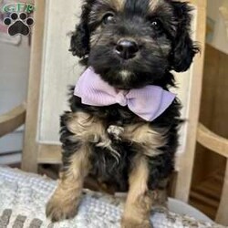 Chocolette/Mini Aussiedoodle									Puppy/Female														/8 Weeks,Merry Christmas!  Meet our sweet Mini Aussidoodle puppy, Chocolette! What a perfect gift this year to be cuddled under the Christmas tree!  Her mom is a Mini Australian Shepherd, and her dad is a Mini Poodle. She is the perfect mix of Poodle and Australian Shepherd that gives her that curly hair! This little gal is vet checked and up to date on shots and wormer, plus comes with a health guarantee provided by the breeder! Chocolette is friendly, outgoing, and well socialized and is absolutely adorable! She is currently being family raised with our five children, making her a perfect addition to your family home! We can hold her for Christmas! If you would like more information, text or call Steve Stoltzfus now!