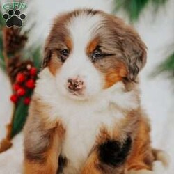 Kingo/Bernedoodle									Puppy/Male																/7 Weeks,Do you love Bernese Mountain dogs but struggle with the heavy shedding then take a look at this puppy. With their somewhat Poodle hair but Bernese happy personality they are sure to please.