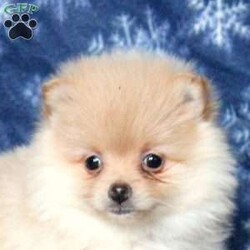 Lilac/Pomeranian									Puppy/Female														/October 26th, 2024,Meet Lilac, an adorable Pomeranian puppy full of personality! Lilac is vet-checked, up-to-date on her shots and wormer, and comes with a 30-day health guarantee provided by the breeder. Raised in a loving, family environment, she’s socialized and ready to be your playful, happy, and sweet companion. With her charming nature and fluffy coat, Lilac is sure to bring a smile to your face every day. If you’re looking for a tiny bundle of joy, Lilac is the perfect fit! Contact the breeder today for more information!