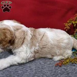 Rosco/Cavapoo									Puppy/Male																/5 Weeks,Hi, im a Cavapoo puppy. I am looking forward to meeting you! I am up to date with my immunizations, my wormer medications, and I have a Micro-chip so that I can be easily identified if I ever become lost!